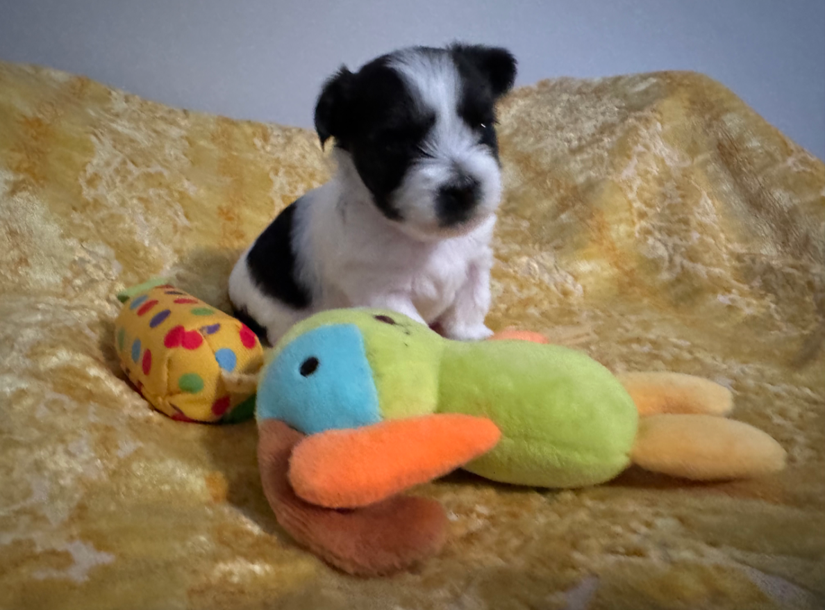 Yorkie Pup For Sale